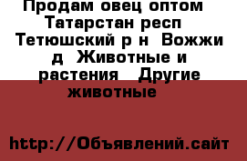 Продам овец оптом - Татарстан респ., Тетюшский р-н, Вожжи д. Животные и растения » Другие животные   